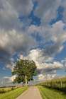 Rural road beneath stately tree, Oldham County, Kentucky Art Print